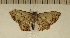  ( - CLV5069)  @13 [ ] Copyright (2012) Olivier Bouteleux Institut National de la Recherche Agronomique, Forestry Zoology
