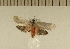  ( - CLV5262)  @12 [ ] Copyright (2012) Olivier Bouteleux Institut National de la Recherche Agronomique, Forestry Zoology