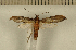  ( - CLV5269)  @13 [ ] Copyright (2012) Olivier Bouteleux Institut National de la Recherche Agronomique, Forestry Zoology