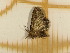 ( - CLV5541)  @13 [ ] Copyright (2012) Olivier Bouteleux Institut National de la Recherche Agronomique, Forestry Zoology