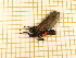  ( - CLV5544)  @12 [ ] Copyright (2012) Olivier Bouteleux Institut National de la Recherche Agronomique, Forestry Zoology
