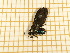  ( - CLV5547)  @13 [ ] Copyright (2012) Olivier Bouteleux Institut National de la Recherche Agronomique, Forestry Zoology