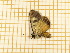  ( - CLV5553)  @12 [ ] Copyright (2012) Olivier Bouteleux Institut National de la Recherche Agronomique, Forestry Zoology