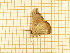  ( - CLV5558)  @12 [ ] Copyright (2012) Olivier Bouteleux Institut National de la Recherche Agronomique, Forestry Zoology