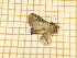  ( - CLV5561)  @12 [ ] Copyright (2012) Olivier Bouteleux Institut National de la Recherche Agronomique, Forestry Zoology