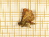  ( - CLV5563)  @13 [ ] Copyright (2012) Olivier Bouteleux Institut National de la Recherche Agronomique, Forestry Zoology