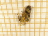  ( - CLV5581)  @12 [ ] Copyright (2012) Olivier Bouteleux Institut National de la Recherche Agronomique, Forestry Zoology