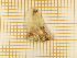  ( - CLV5614)  @12 [ ] Copyright (2012) Olivier Bouteleux Institut National de la Recherche Agronomique, Forestry Zoology