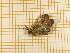  ( - CLV5615)  @12 [ ] Copyright (2012) Olivier Bouteleux Institut National de la Recherche Agronomique, Forestry Zoology