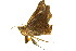  ( - BIOUG00735-F11)  @13 [ ] CreativeCommons - Attribution (2011) CBG Photography Group Centre for Biodiversity Genomics