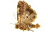  ( - BIOUG00736-C06)  @13 [ ] CreativeCommons - Attribution (2011) CBG Photography Group Centre for Biodiversity Genomics