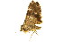 ( - BIOUG00736-D12)  @13 [ ] CreativeCommons - Attribution (2011) CBG Photography Group Centre for Biodiversity Genomics