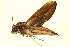  ( - BIOUG00737-B04)  @12 [ ] CreativeCommons - Attribution (2011) CBG Photography Group Centre for Biodiversity Genomics