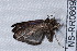  (Prosoparia sp - NS-RR0869)  @12 [ ] Copyright (2011) Rodolphe Rougerie University de Rouen