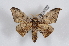  (Cicinnus incerta - NS-RR0182)  @13 [ ] Copyright (2017) Daniel Herbin Research Collection of Daniel Herbin