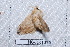  (Tolype lasthenioides - NS-RR1214)  @12 [ ] Copyright (2011) Rodolphe Rougerie University de Rouen