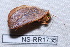  ( - NS-RR1735)  @12 [ ] Copyright (2011) Rodolphe Rougerie University de Rouen
