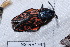  (Edebessa bicolor - NS-RR1767)  @12 [ ] Copyright (2011) Rodolphe Rougerie University de Rouen