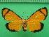  ( - KLM Lep 09827)  @11 [ ] CreativeCommons - Attribution Non-Commercial Share-Alike (2018) Christian Wieser Landesmuseum Kärnten