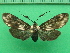  ( - KLM Lep 09863)  @11 [ ] CreativeCommons - Attribution Non-Commercial Share-Alike (2018) Christian Wieser Landesmuseum Kärnten