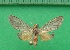  ( - KLM Lep 09907)  @11 [ ] CreativeCommons - Attribution Non-Commercial Share-Alike (2018) Christian Wieser Landesmuseum Kärnten