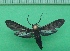  ( - KLM Lep 09953)  @11 [ ] CreativeCommons - Attribution Non-Commercial Share-Alike (2018) Christian Wieser Landesmuseum Kärnten