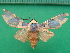  ( - KLM Lep 09967)  @13 [ ] CreativeCommons - Attribution Non-Commercial Share-Alike (2018) Christian Wieser Landesmuseum Kärnten