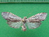  ( - KLM Lep 09976)  @11 [ ] CreativeCommons - Attribution Non-Commercial Share-Alike (2018) Christian Wieser Landesmuseum Kärnten