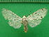  ( - KLM Lep 09991)  @11 [ ] CreativeCommons - Attribution Non-Commercial Share-Alike (2018) Christian Wieser Landesmuseum Kärnten