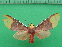  ( - KLM Lep 09997)  @11 [ ] CreativeCommons - Attribution Non-Commercial Share-Alike (2018) Christian Wieser Landesmuseum Kärnten