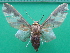  (Castrica sordidior - KLM Lep 10073)  @13 [ ] CreativeCommons - Attribution Non-Commercial Share-Alike (2018) Christian Wieser Landesmuseum Kärnten