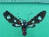  ( - KLM Lep 10080)  @11 [ ] CreativeCommons - Attribution Non-Commercial Share-Alike (2018) Christian Wieser Landesmuseum Kärnten