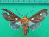  ( - KLM Lep 10082)  @14 [ ] CreativeCommons - Attribution Non-Commercial Share-Alike (2018) Christian Wieser Landesmuseum Kärnten