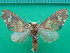 ( - KLM Lep 10086)  @13 [ ] CreativeCommons - Attribution Non-Commercial Share-Alike (2018) Christian Wieser Landesmuseum Kärnten
