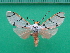  ( - KLM Lep 10087)  @11 [ ] CreativeCommons - Attribution Non-Commercial Share-Alike (2018) Christian Wieser Landesmuseum Kärnten