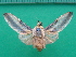  ( - KLM Lep 10091)  @11 [ ] CreativeCommons - Attribution Non-Commercial Share-Alike (2018) Christian Wieser Landesmuseum Kärnten