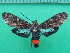  ( - KLM Lep 10092)  @13 [ ] CreativeCommons - Attribution Non-Commercial Share-Alike (2018) Christian Wieser Landesmuseum Kärnten