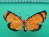  ( - KLM Lep 10095)  @11 [ ] CreativeCommons - Attribution Non-Commercial Share-Alike (2018) Christian Wieser Landesmuseum Kärnten