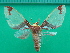  ( - KLM Lep 10109)  @11 [ ] CreativeCommons - Attribution Non-Commercial Share-Alike (2018) Christian Wieser Landesmuseum Kärnten