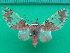  ( - KLM Lep 10111)  @11 [ ] CreativeCommons - Attribution Non-Commercial Share-Alike (2018) Christian Wieser Landesmuseum Kärnten
