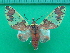 ( - KLM Lep 10114)  @11 [ ] CreativeCommons - Attribution Non-Commercial Share-Alike (2018) Christian Wieser Landesmuseum Kärnten