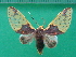 ( - KLM Lep 10116)  @14 [ ] CreativeCommons - Attribution Non-Commercial Share-Alike (2018) Christian Wieser Landesmuseum Kärnten