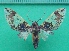  ( - KLM Lep 10126)  @11 [ ] CreativeCommons - Attribution Non-Commercial Share-Alike (2018) Christian Wieser Landesmuseum Kärnten