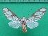  ( - KLM Lep 10133)  @14 [ ] CreativeCommons - Attribution Non-Commercial Share-Alike (2018) Christian Wieser Landesmuseum Kärnten