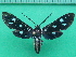  ( - KLM Lep 10166)  @11 [ ] CreativeCommons - Attribution Non-Commercial Share-Alike (2018) Christian Wieser Landesmuseum Kärnten