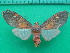  ( - KLM Lep 10200)  @11 [ ] CreativeCommons - Attribution Non-Commercial Share-Alike (2018) Christian Wieser Landesmuseum Kärnten