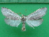  ( - KLM Lep 10213)  @11 [ ] CreativeCommons - Attribution Non-Commercial Share-Alike (2018) Christian Wieser Landesmuseum Kärnten