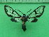 ( - KLM Lep 10235)  @11 [ ] CreativeCommons - Attribution Non-Commercial Share-Alike (2018) Christian Wieser Landesmuseum Kärnten