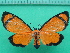  ( - KLM Lep 10248)  @11 [ ] CreativeCommons - Attribution Non-Commercial Share-Alike (2018) Christian Wieser Landesmuseum Kärnten