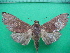  ( - KLM Lep 10277)  @11 [ ] CreativeCommons - Attribution Non-Commercial Share-Alike (2018) Christian Wieser Landesmuseum Kärnten